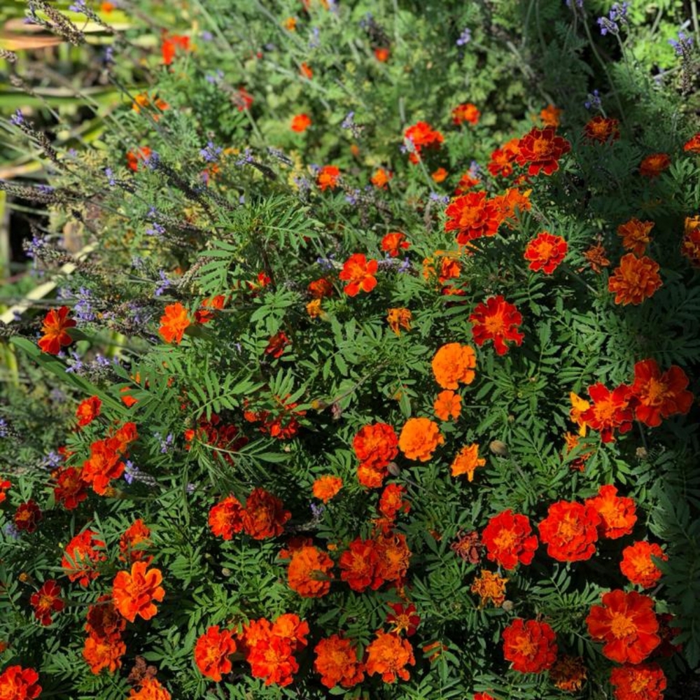 French Marigold Seeds 100+